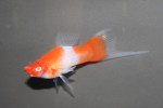 Zwaarddrager Rood Wit